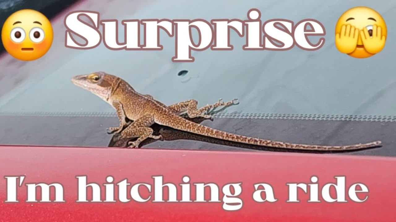 Lizard takes a wide ride.