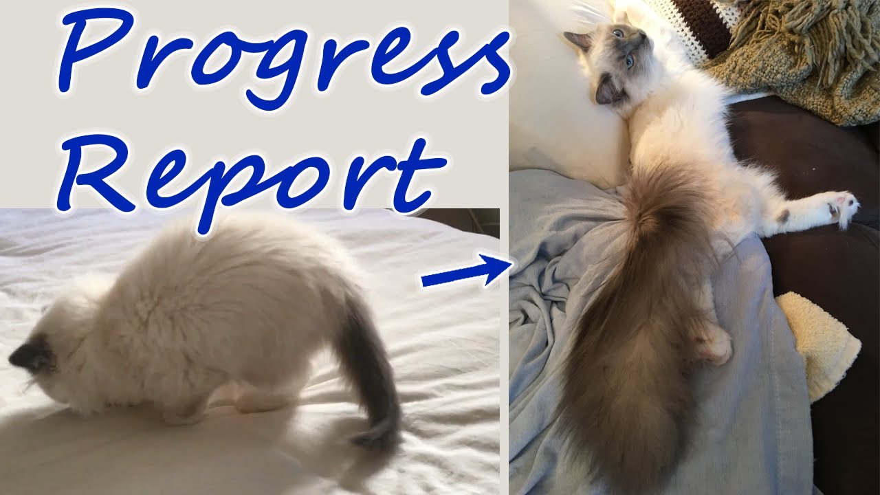 How Bushy Does a Ragdoll Tail Get?