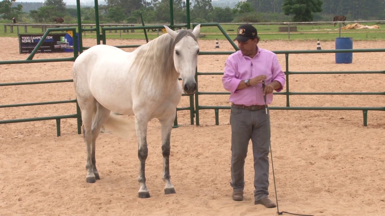 TV UC - Cavalo que quer ficar com você