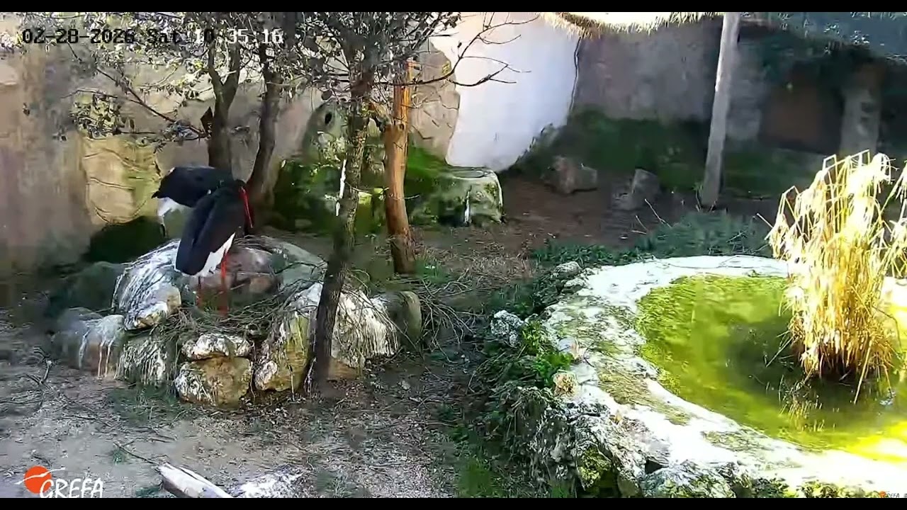 Grefa/ES              ❤️Sol and Sombra: nesting at the Sanctuary.