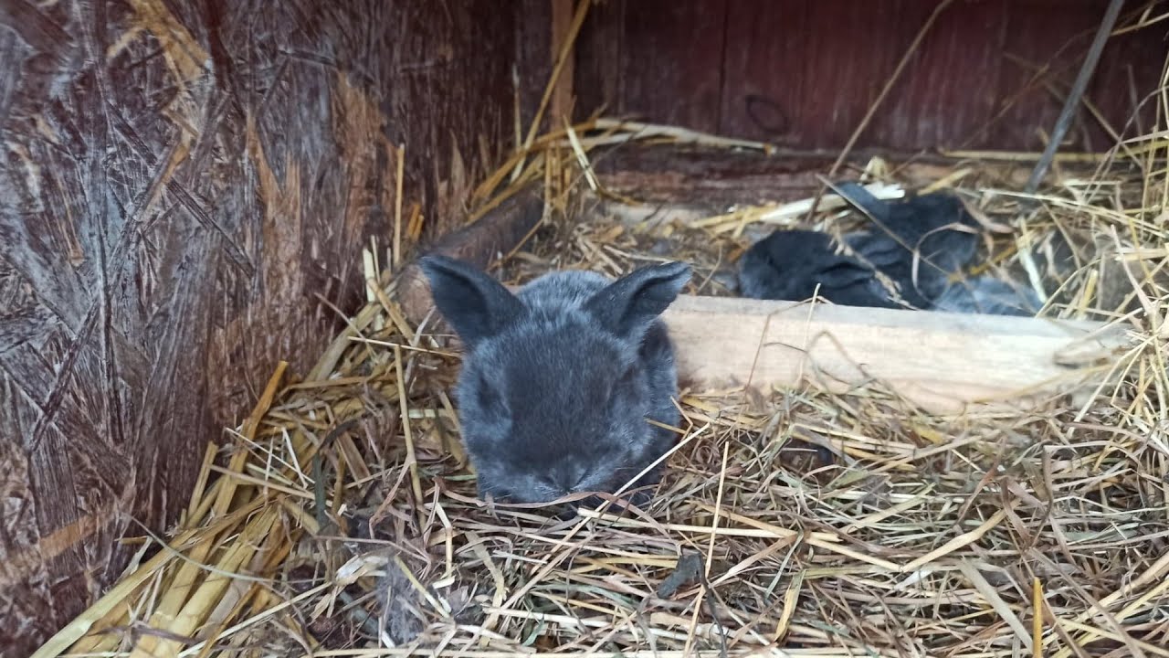 Trzytygodniowe młode samicy Barana Francuskiego 🐇