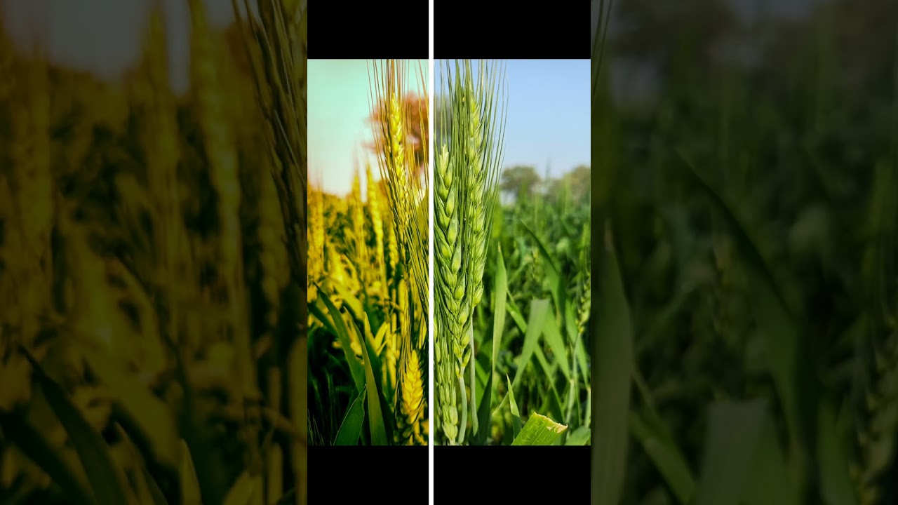 #farming #photography #mobilephotography #colourgrading