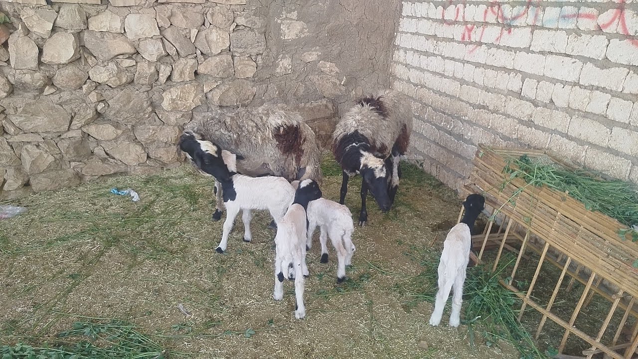 عروض النوادر بدرتين والدين مجاوز بردسي بيور بأقل الاسعار (٠١١٥٧٧٩٠٦٠١)#عروض_بيع_الاغنام 