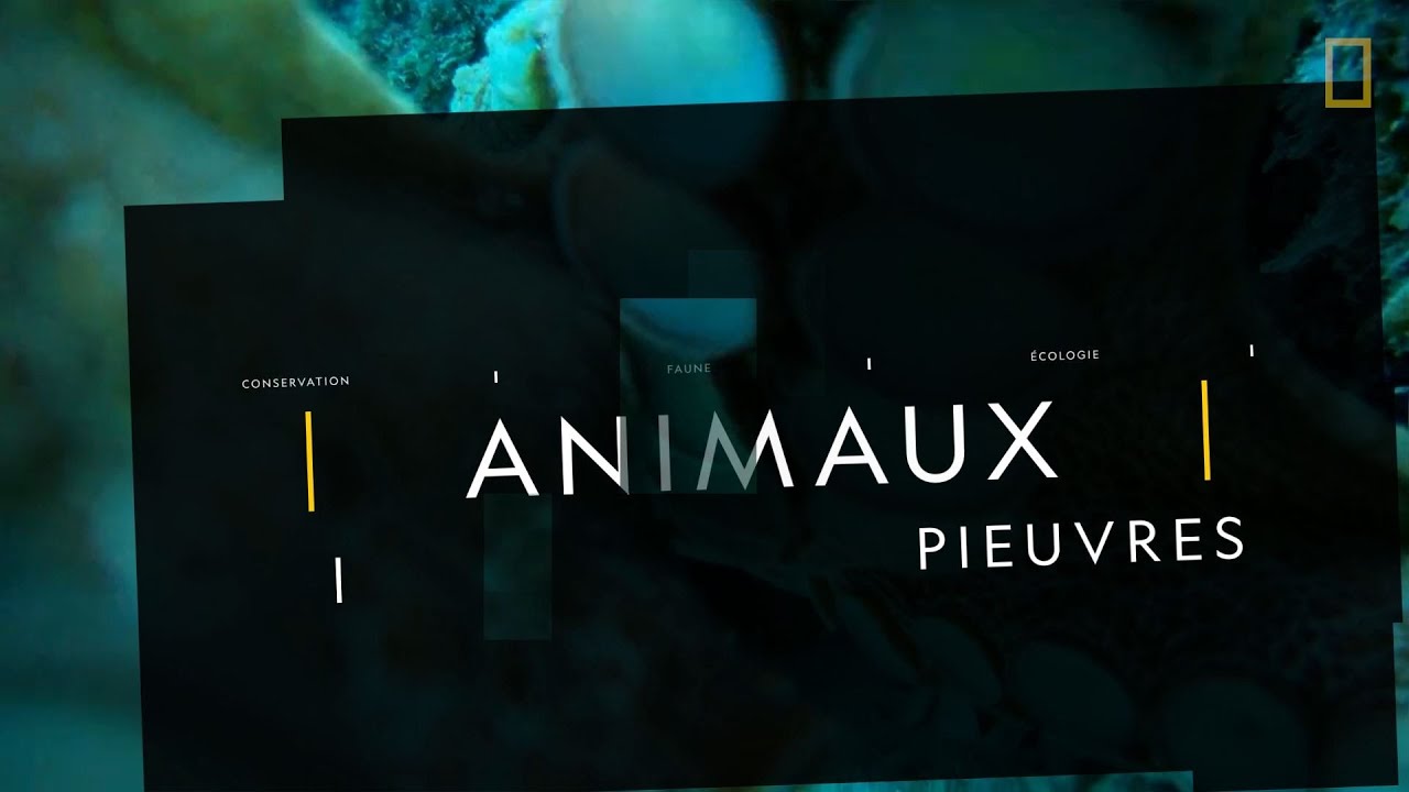 COMPRENDRE : les pieuvres