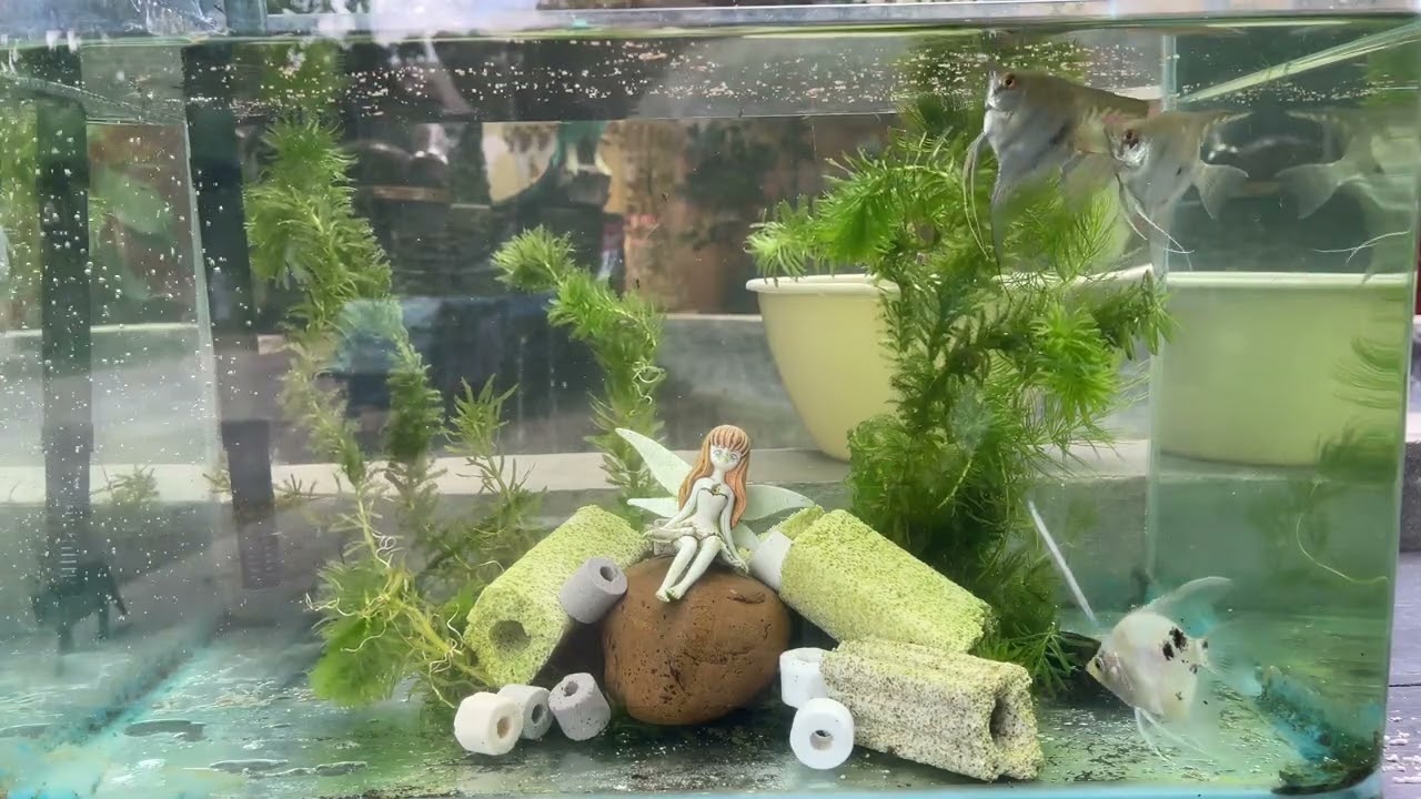Angel Fish LK House Fish Farm