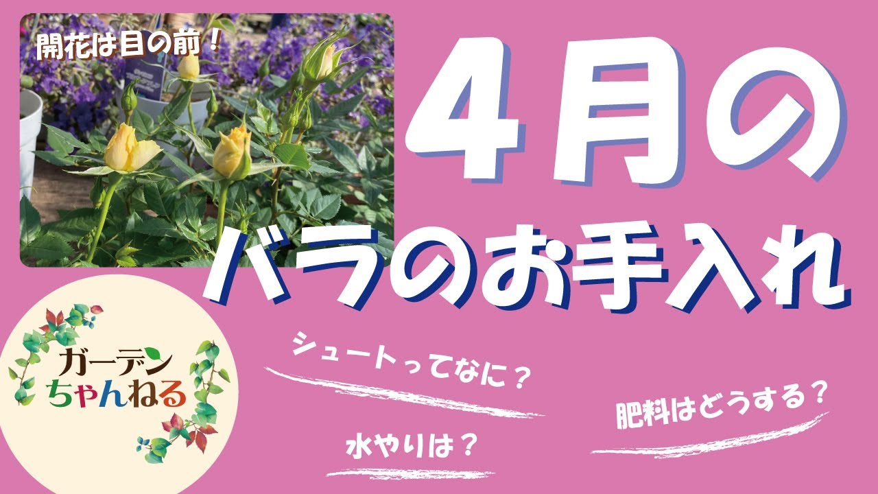 ４月のバラのお手入れ　解説します！
