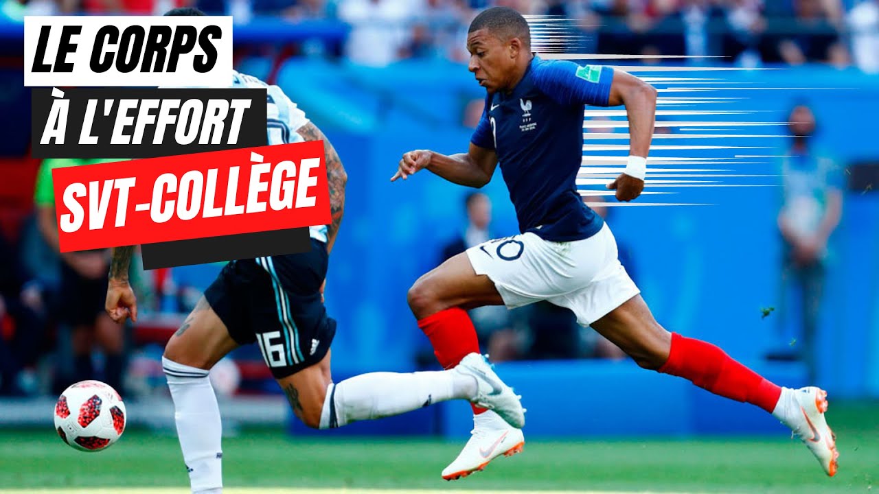 Le fonctionnement de l&rsquo;organisme lors d&rsquo;un effort musculaire - SVT Coll&egrave;ge