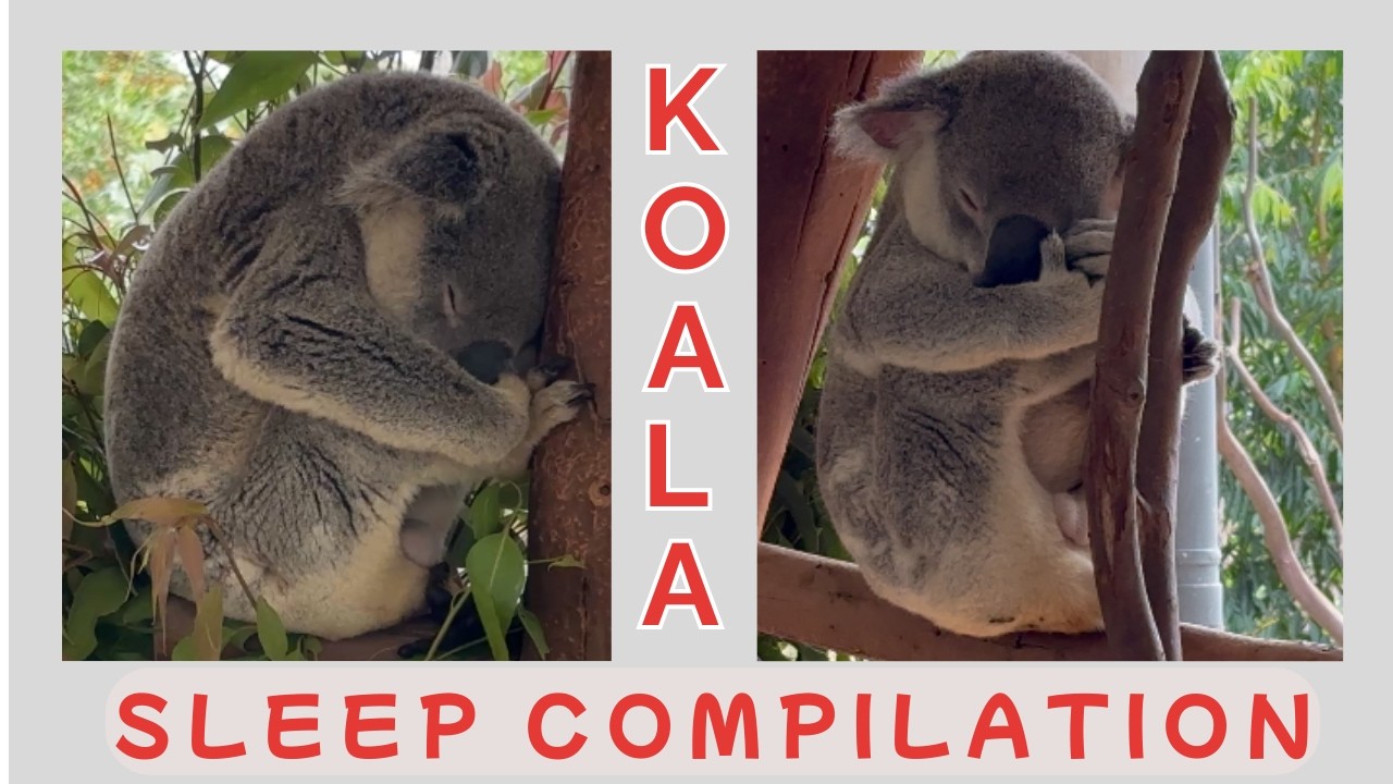 ✨ Relax with 3 Minutes of Peaceful Koala Sleep 🐨💤