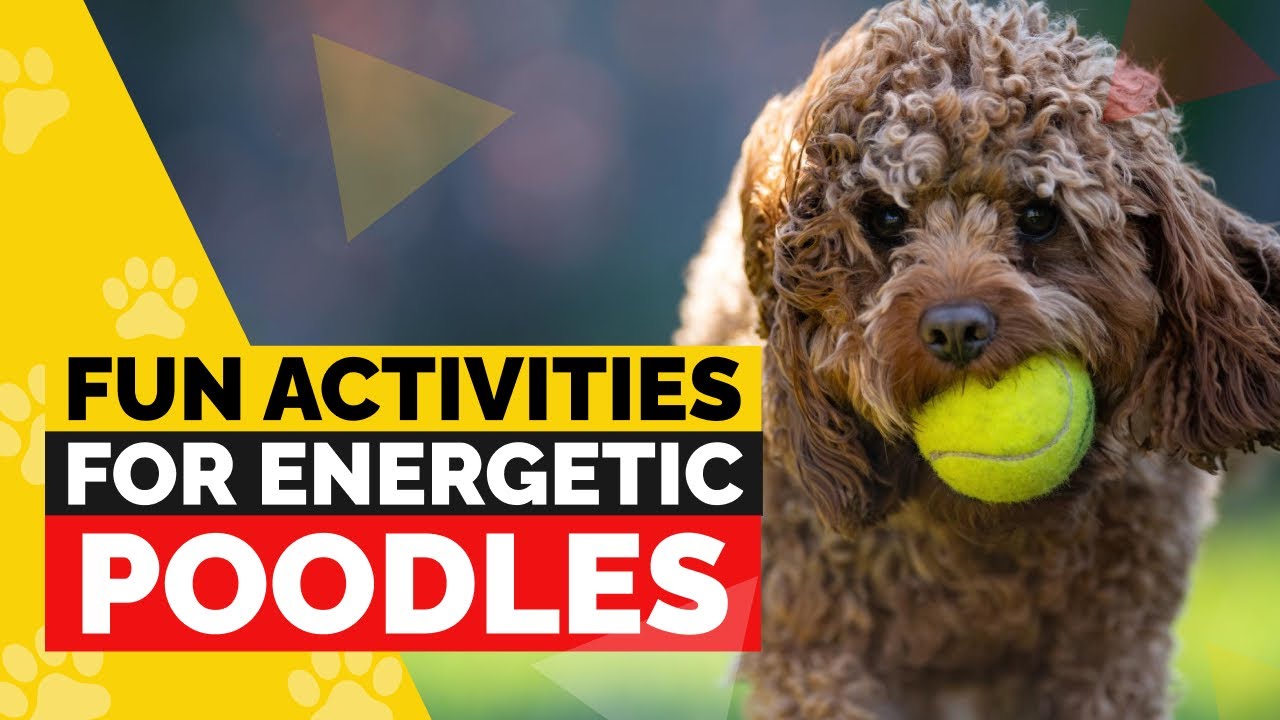 7 Fun Activities to Keep Your Poodle Happy and Active!