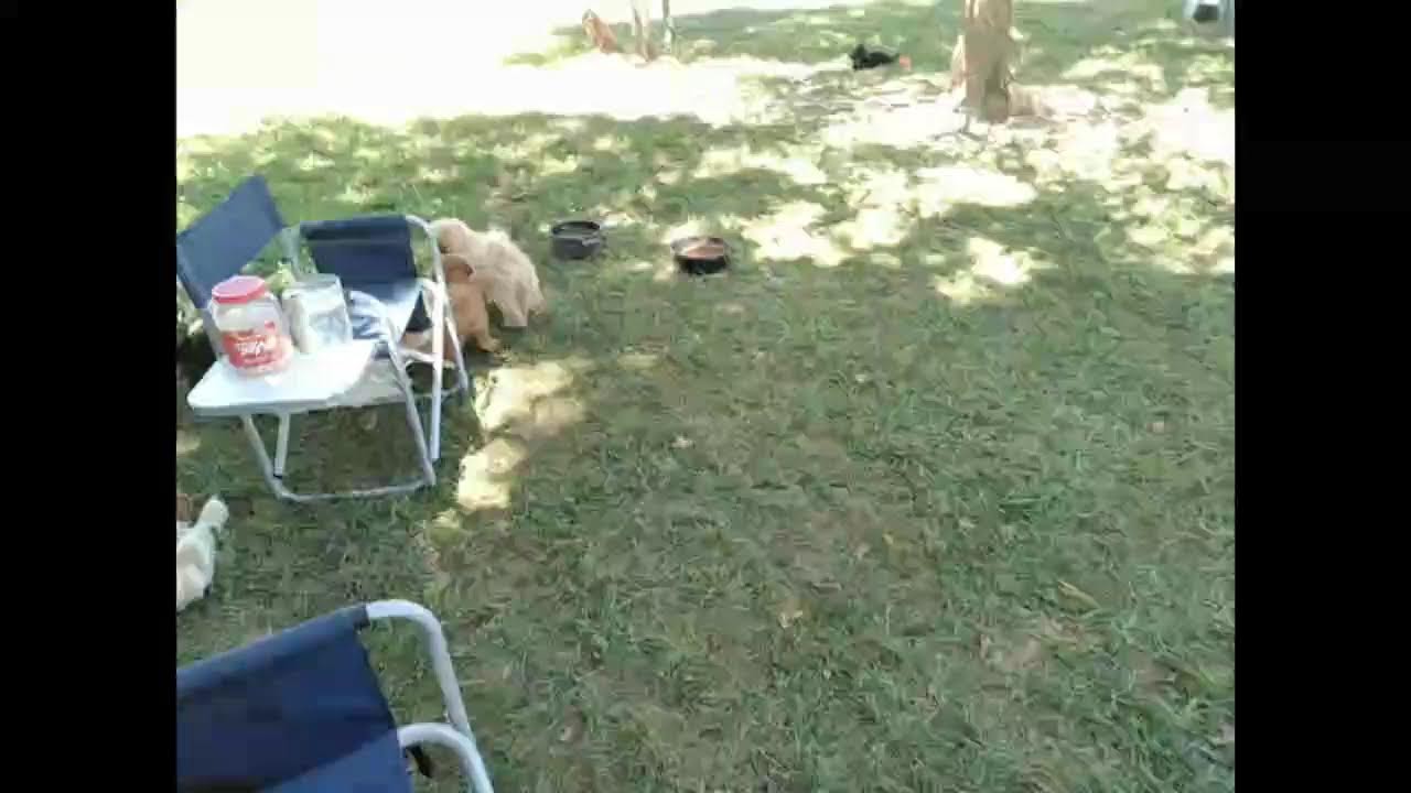 puppy updates