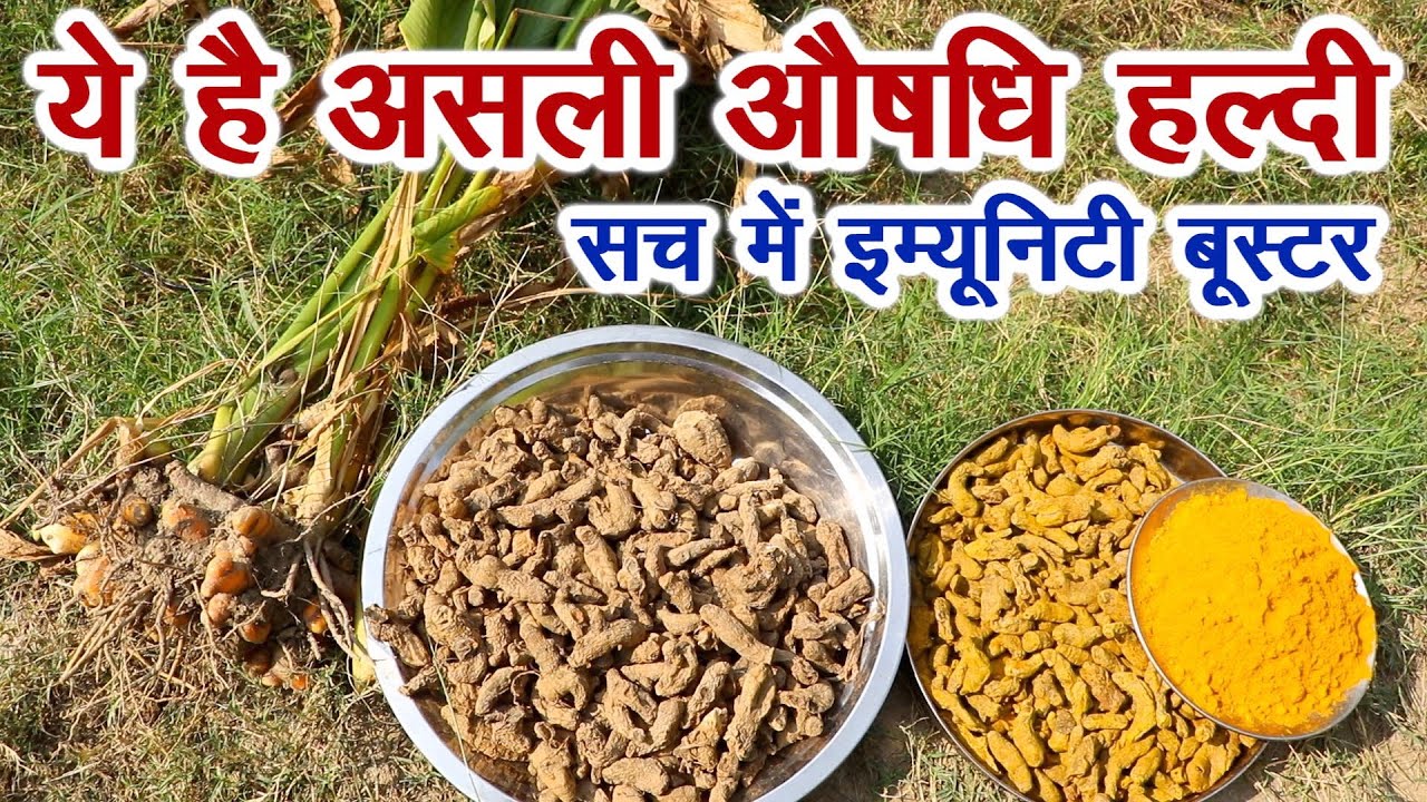 असली औषधि हल्दी ऐसी होती है, इससे ठीक होती है सर्दियों की बीमारियां || Technical Farming ||