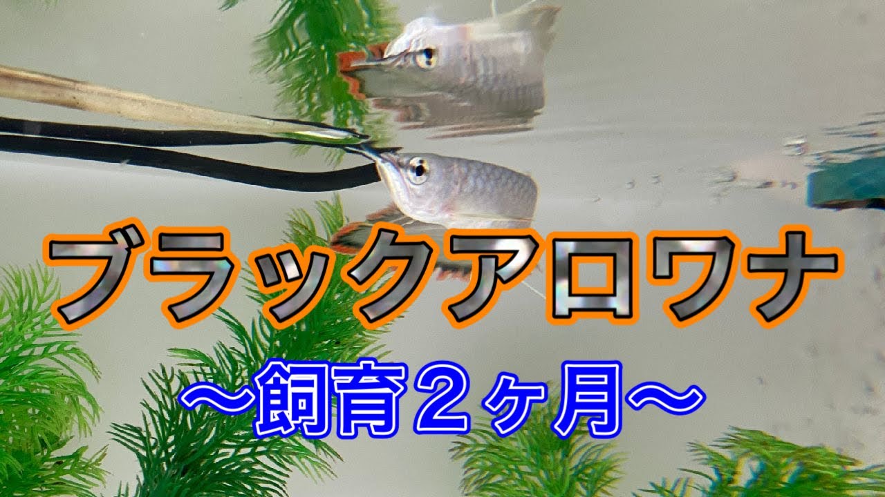 ブラックアロワナ再挑戦〜飼育2ヶ月の成長記録〜