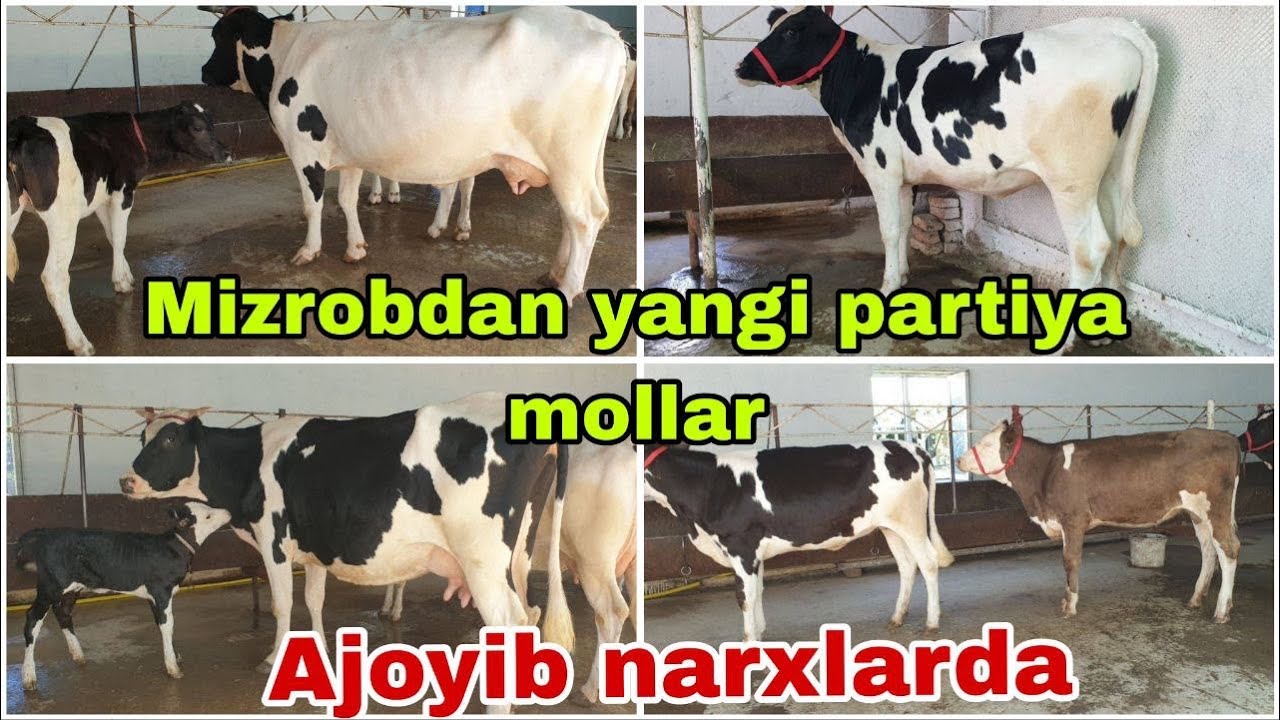 Mizrob akamizga yangi partiya mollar keldi.Ona bola sigirlar va gʻunojinlar 11 июля 2024 г.
