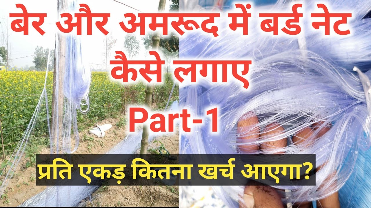 Part-1 || Apple Ber me anti bird net kaise install kre? | एप्पल बेर में बर्ड नेट कैसे लगाएं? | 2022