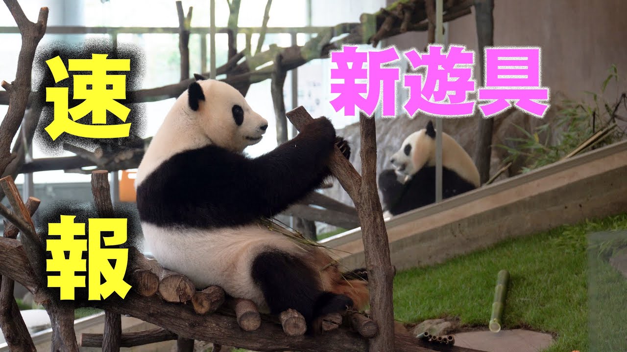 パンダラブに新遊具、早速お試しゴロゴロ結浜、バク食楓浜、やっぱりここがいい結浜