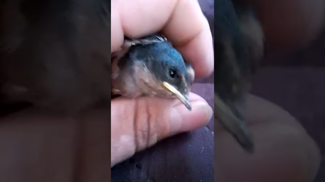 BB Golondrina se cae del Nido 😥😱😓