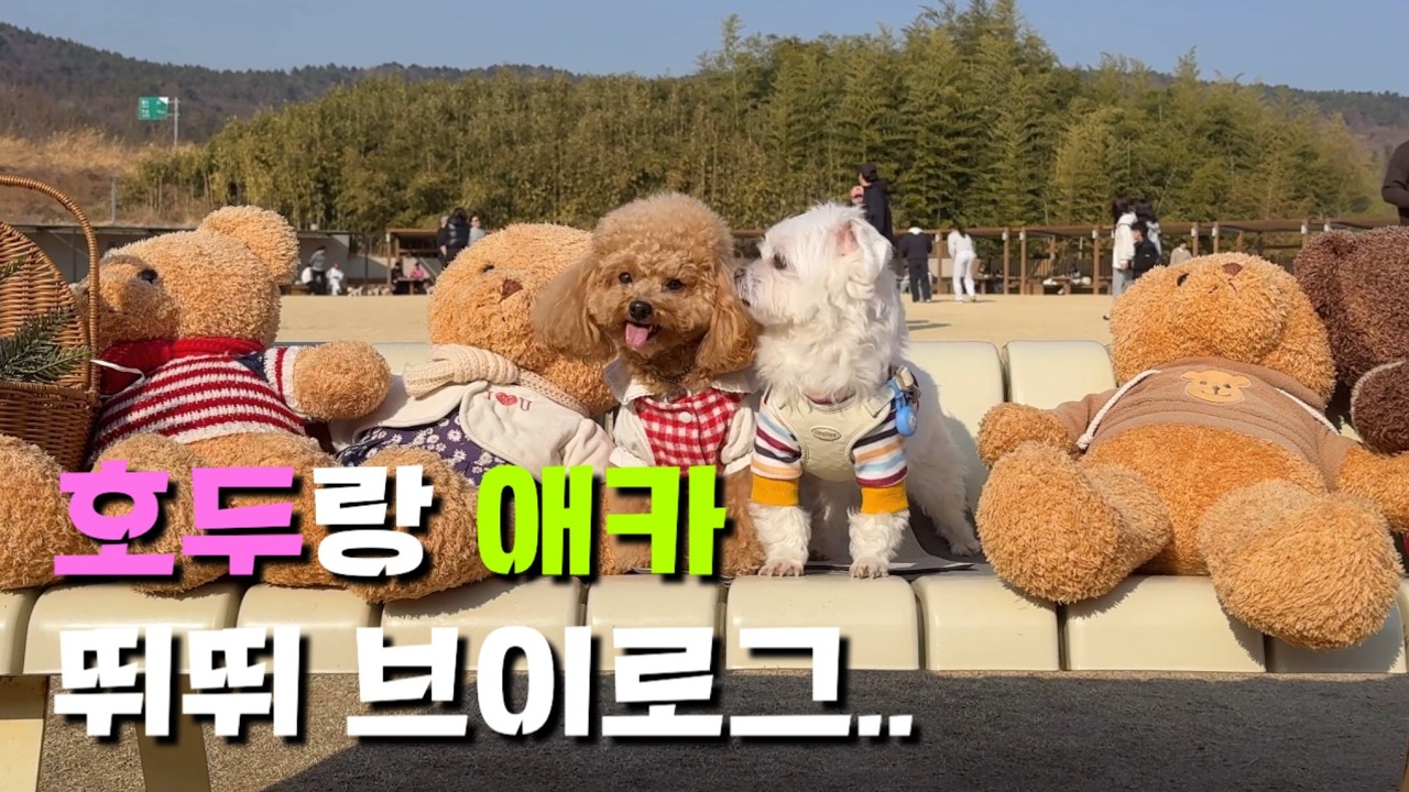 [앙쥬티븨로그 EP.186]호두랑 애견카페 뛰뛰 브이로그 #강아지유튜버 #강아지 #강아지브이로그 #반려견