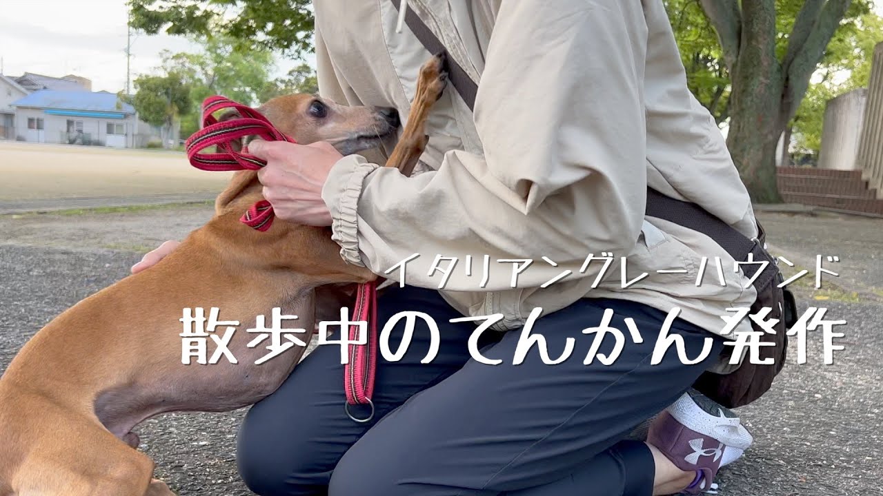 【イタグレ】散歩中に痙攣発作を起こした小型犬を介抱する妻【てんかん発作】