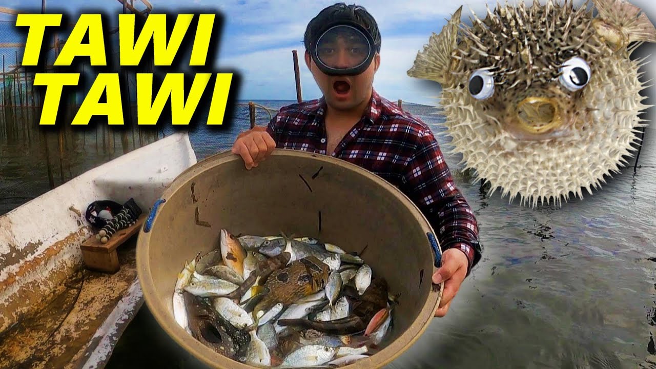 Tawi-Tawi Unlimited Fish Hunting!! Catch and Cook sa Dulo ng Pilipinas!