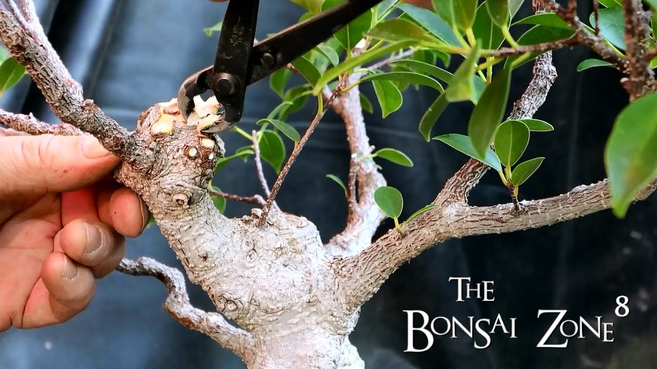 Tiger Bark Ficus Styling, Part 2, The Bonsai Zone, Sept 2021