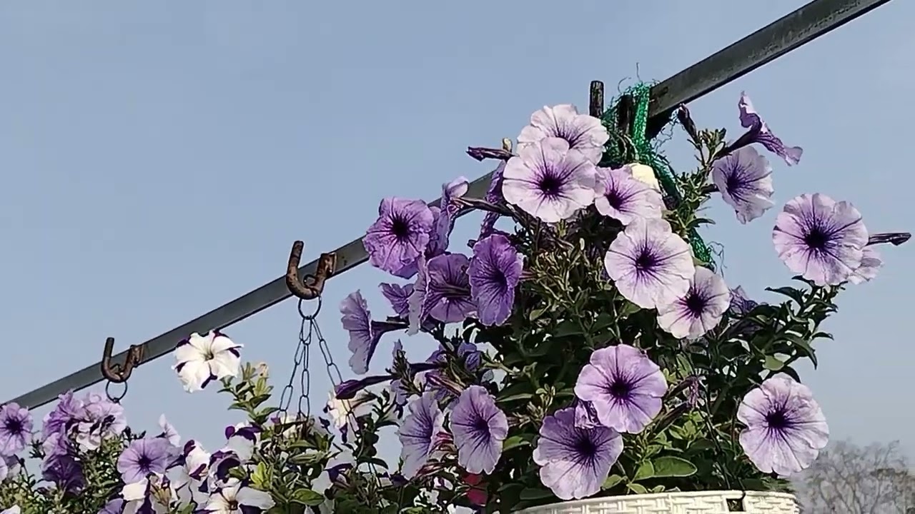 Sunday Garden over view # Ade inum care #havey fruiting fruits plants 