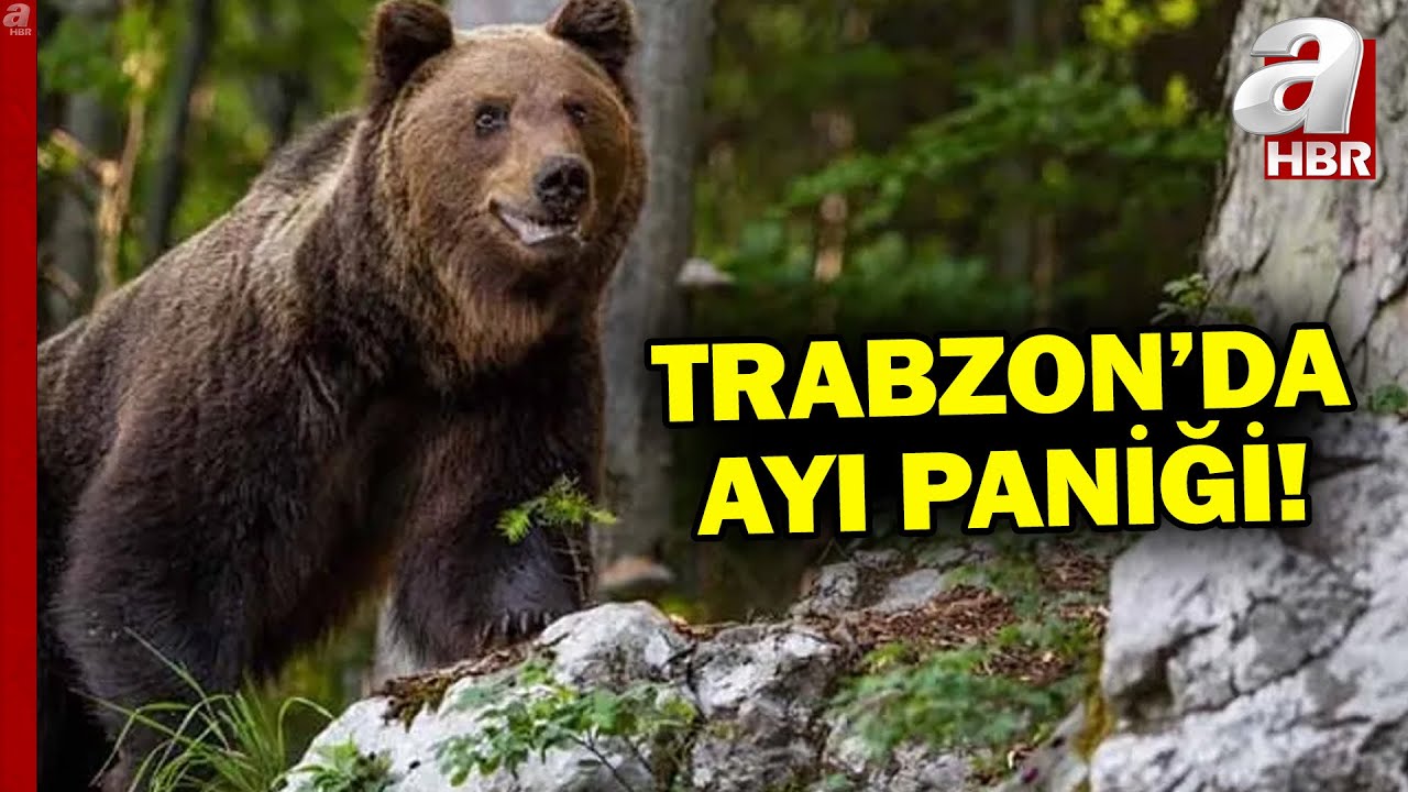Trabzon'da Ayıp Paniği... Ayı Balkondaki Kovanları Parçaladı! | A Haber