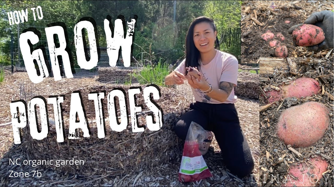 HOW TO GROW POTATOES 🥔 • NC Organic Garden zone 7b