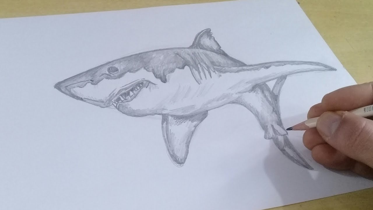 TUTORIAL COMO DESENHAR um TUBARÃO BRANCO passo a passo
