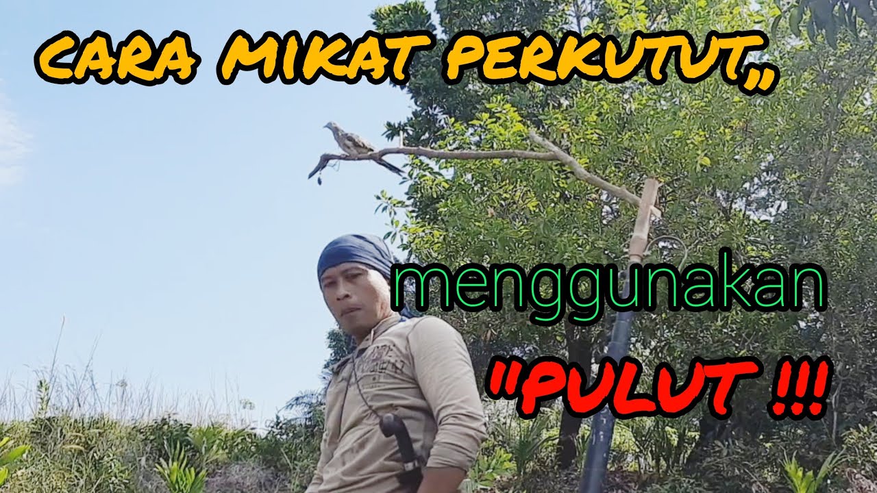 memikat burung perkutut menggunakan pulut!!!