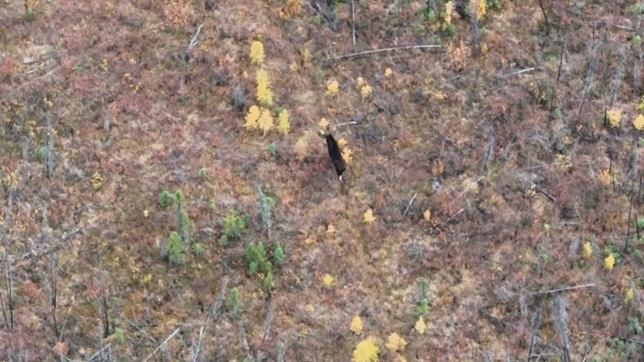 Bull moose in Northern Alberta 