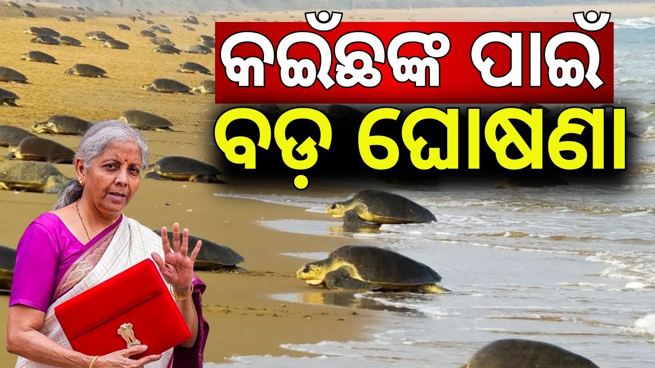 ବଜେଟ୍‌ରେ ପଡ଼ିଲା କଇଁଛ କଥା | Odisha Tortoise | Union Budget 2026 | Nirmala Sitharaman Budget Speech