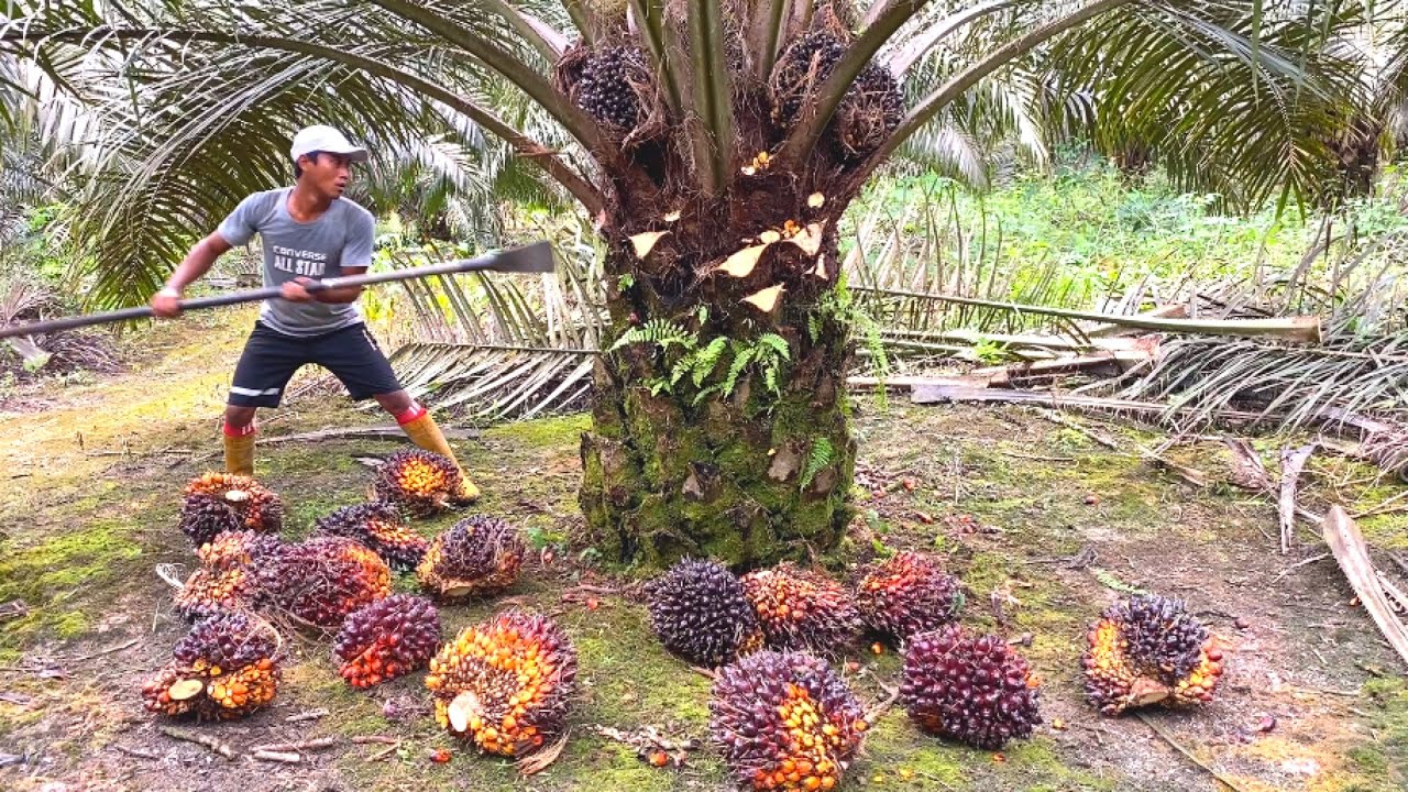 BUKAN MAIN.! PANEN SAWIT MASAK KELILING SETIAP POKOK