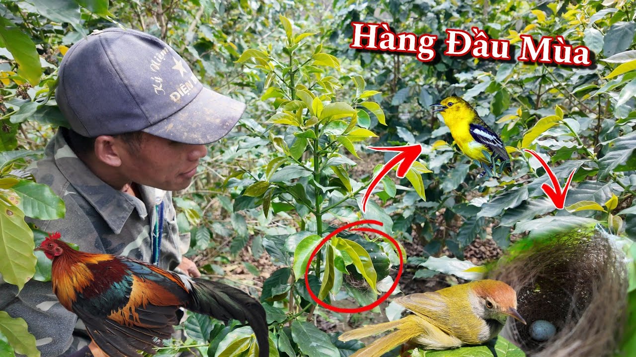 Tìm Được Tổ Chim Đầu Mùa Và Suýt Mất Gà Rừng Trống | Dân Tộc Tây Bắc Tv