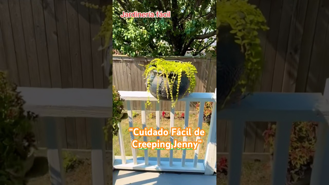 &ldquo;Cuidado F&aacute;cil de Creeping Jenny&rdquo;