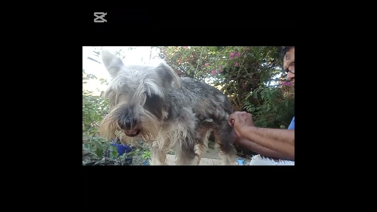 Mantenimiento de un shnauzer de 2 años