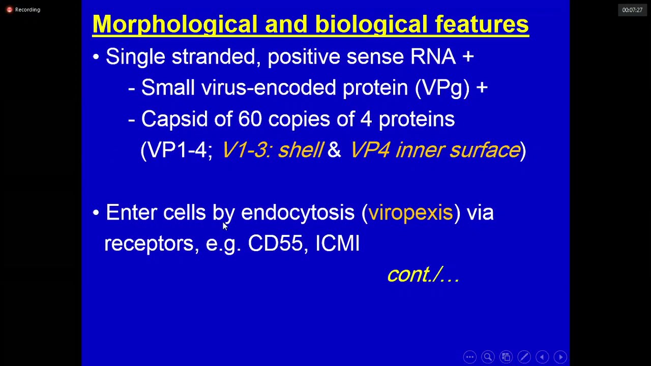Lec. 4 | Microbiology ( Dr. Zainalabideen ) | Enteroviruses