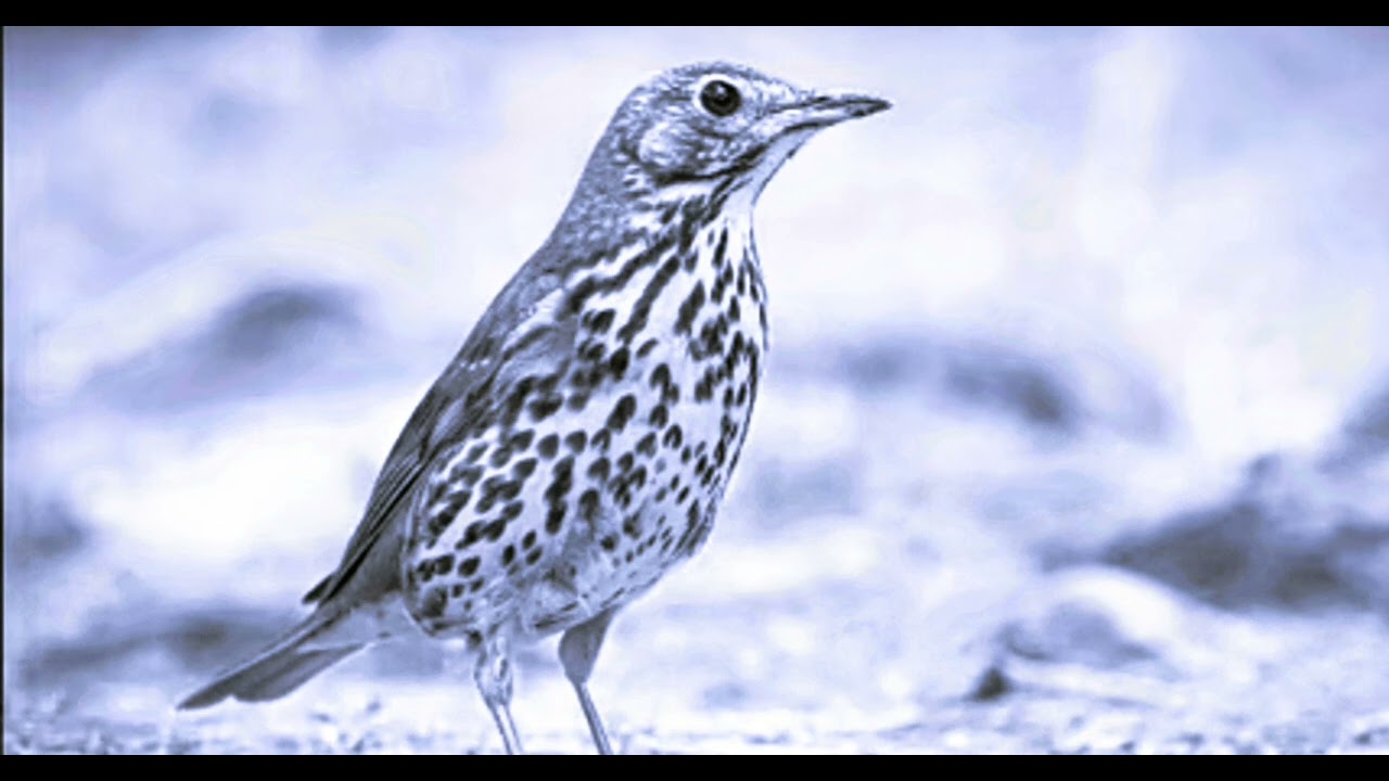 Richiamo Tordo bottaccio birdwatching  speciale 2023