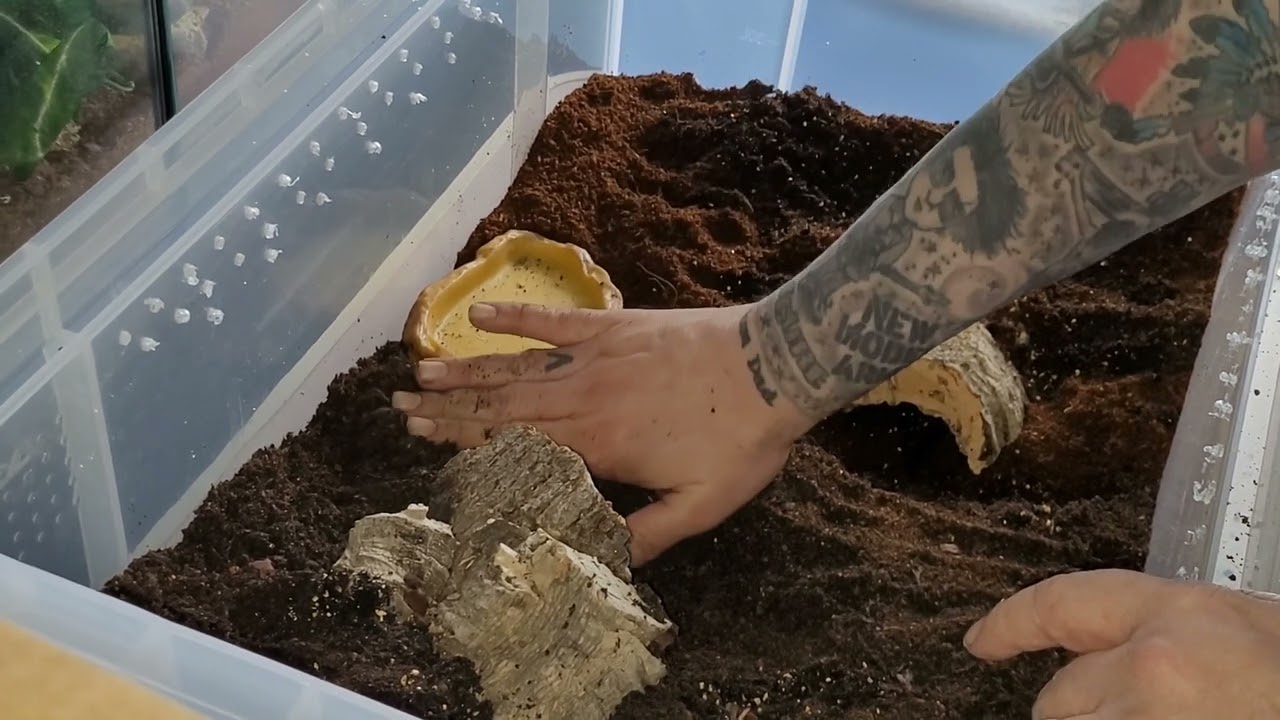 Asian forest scorpion rehouse in a huge enclosure