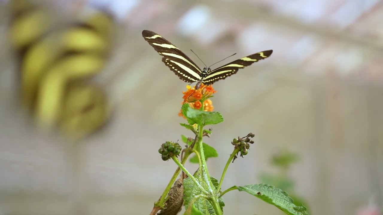 Heliconius charithonia in the Blueprint of Life's Mariposario