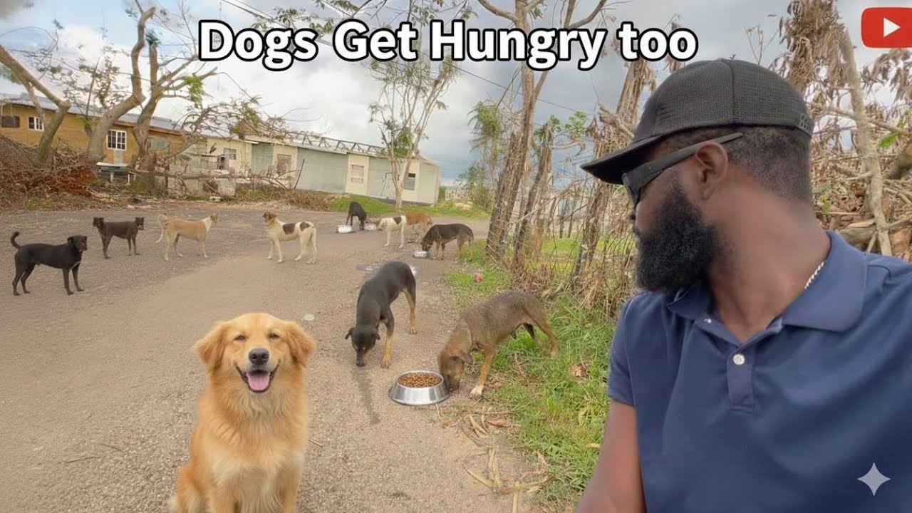 Dogs Left Hungry, Families Left in Darkness — We Took Action