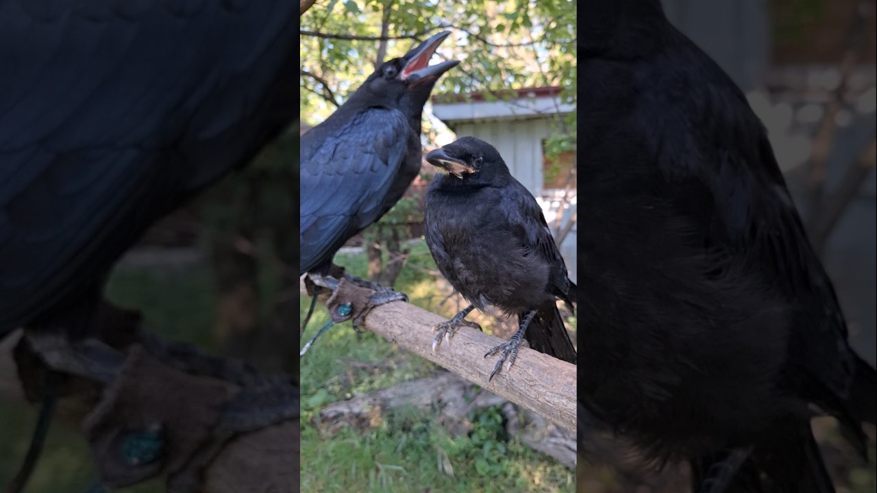 Ворон КРУК и ГРАЧ 🦅🦅🦅 обзор сравнение размеров 😱😱😱 мой шок в шоке