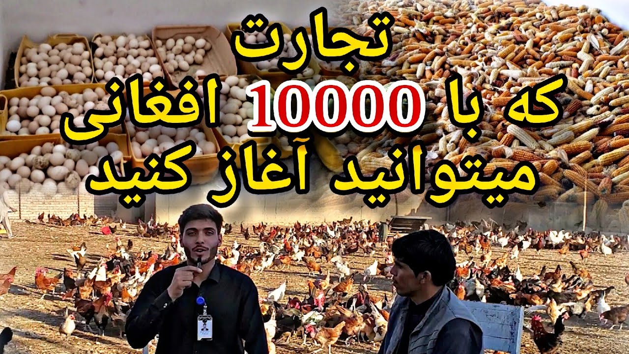 اگر میخواید شما هم صاحب یک تجارت عالی شوید برنامه را تا آخر بیننده باشد || شرکت مرغداری فقیری