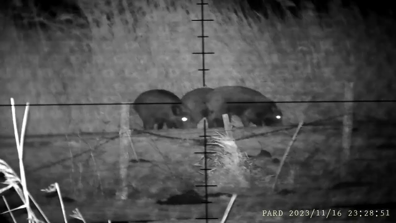 Dziki 100m  NOC Pard nv008