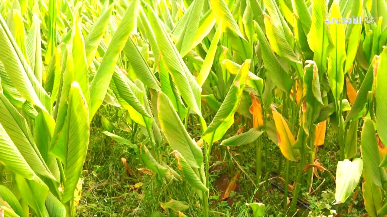 🔹زراعة نبات الكركم من مادبا☘
