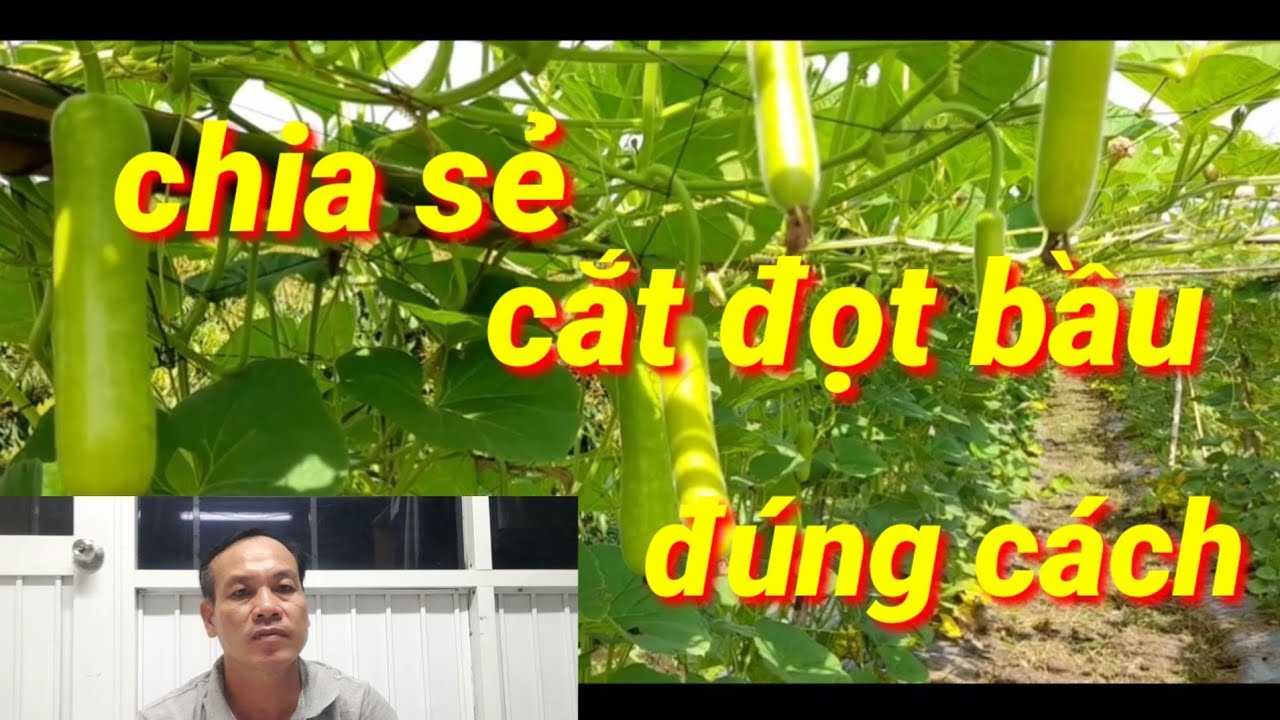 chia sẻ cắt đọt bầu đúng cách.95HẬU GIANG