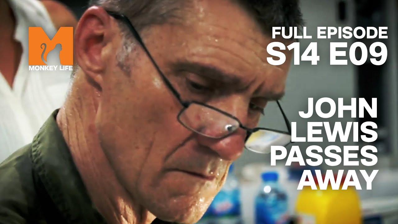 Wildlife Vet John Lewis Passed Away | Season 14 Episode 9 | Full Episode | Monkey Life