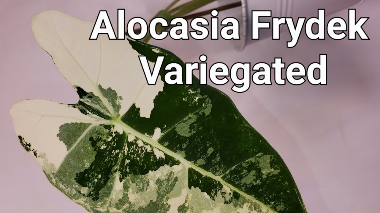 Alocasia Frydek Variegated - unboxing my wishlist plant