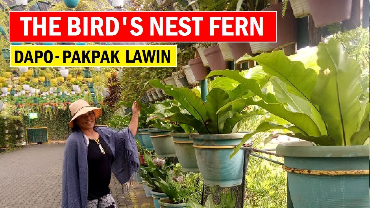 THE BIRD'S NEST FERN : Amazing Arrays of Ferns | DAPO PLANTS | PAKPAK-LAWIN