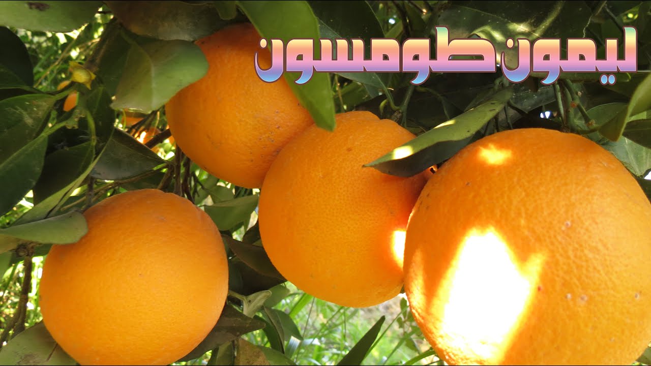 دائما الافضل { برتقال نفيل طومسون } احسن برتقال,نفيل طومسون من اقدم واجمل الحوامض Navel thomsone