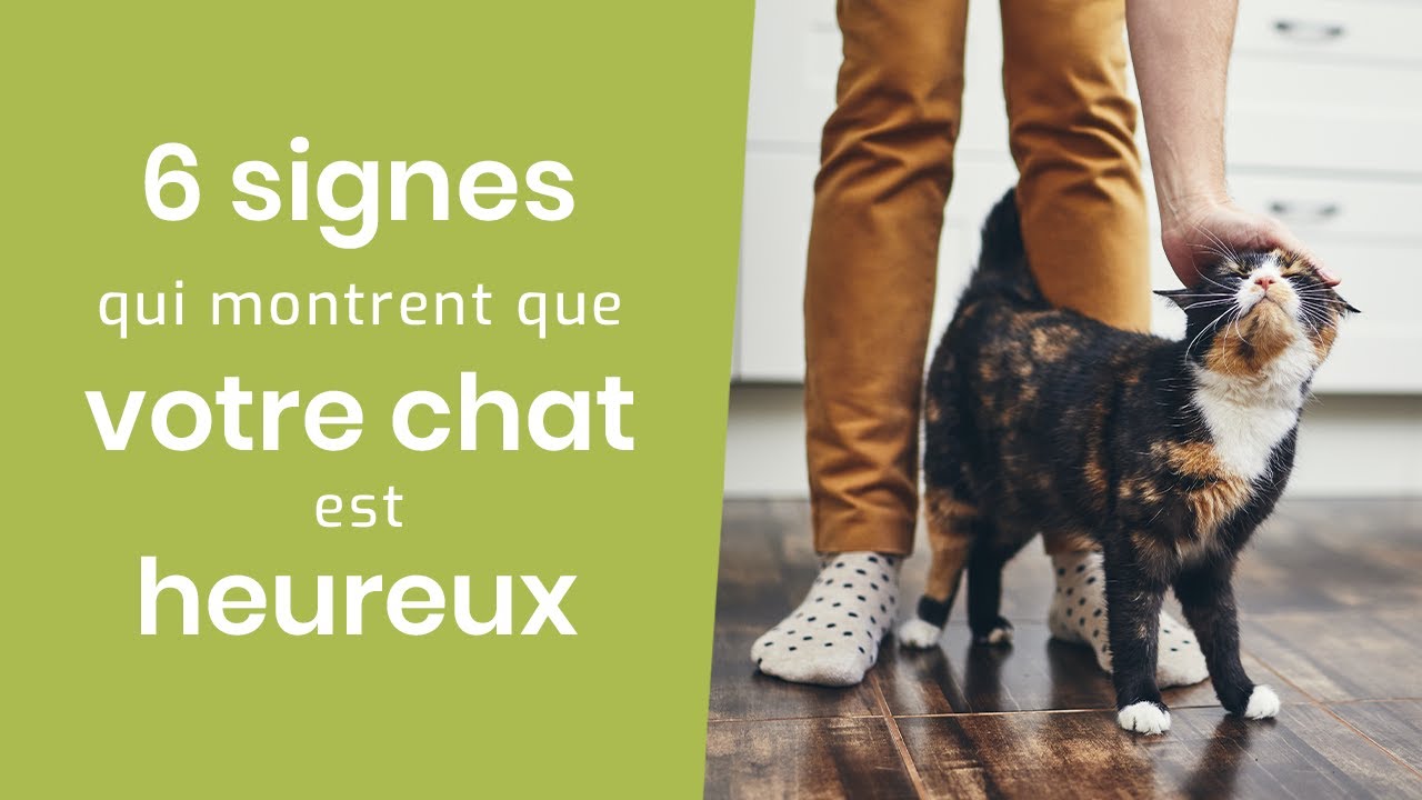 6 SIGNES QUI MONTRENT QUE VOTRE CHAT EST HEUREUX